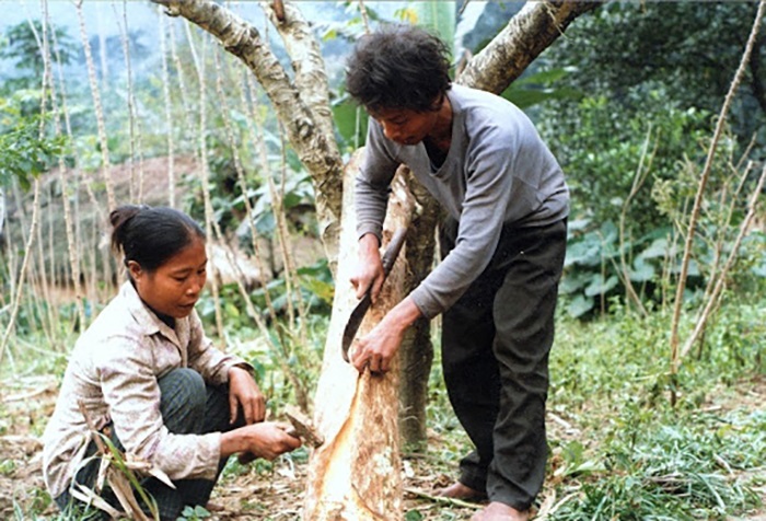 ethnie primitive Vietnam ecorce